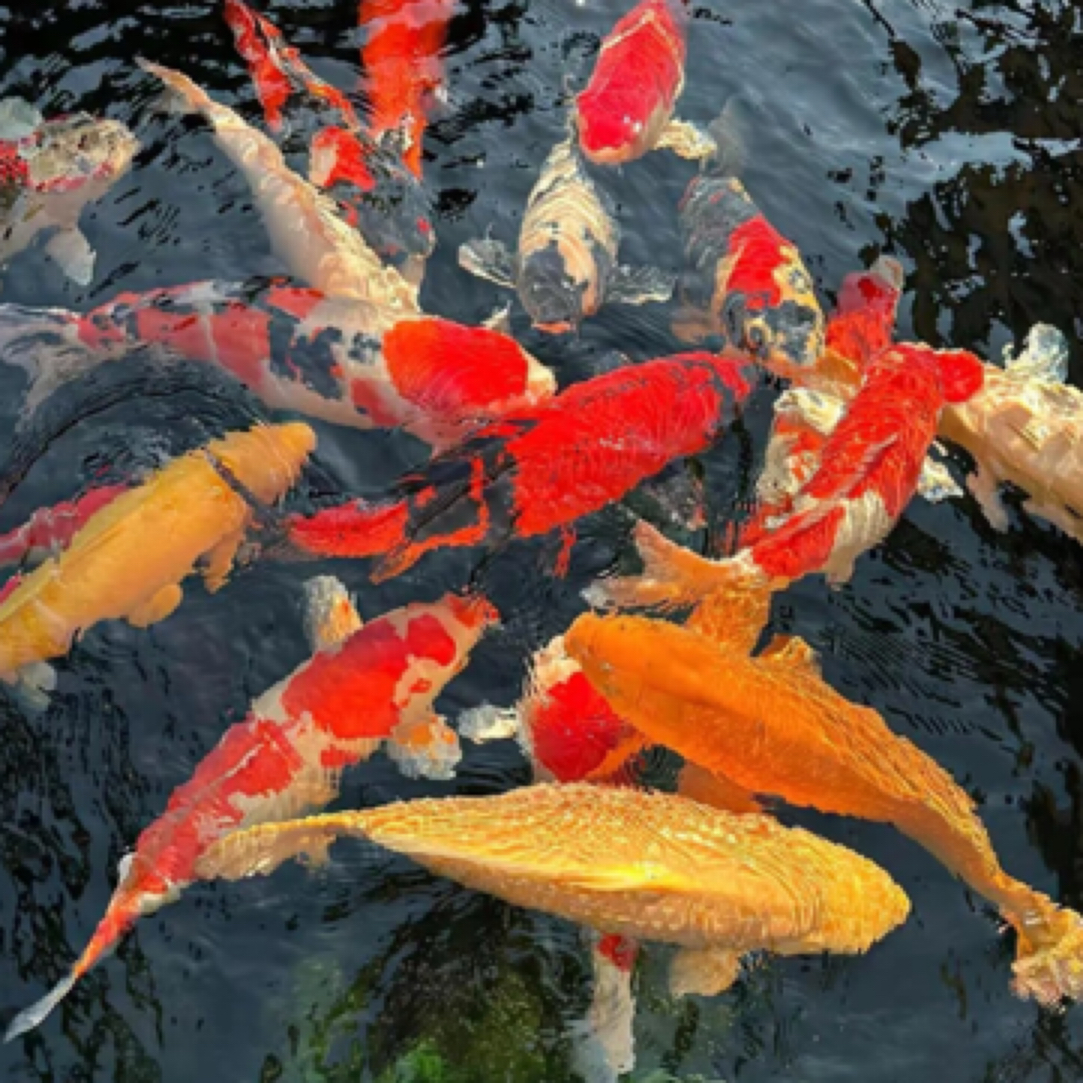 德系锦鲤7-9公分 6尾  温顺好养混搭发货 全国包邮包损