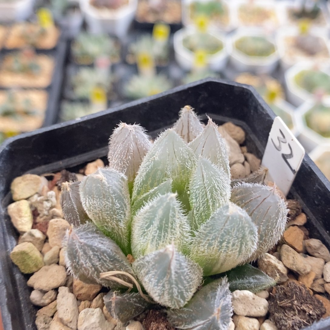 不开花植物32毛玉露