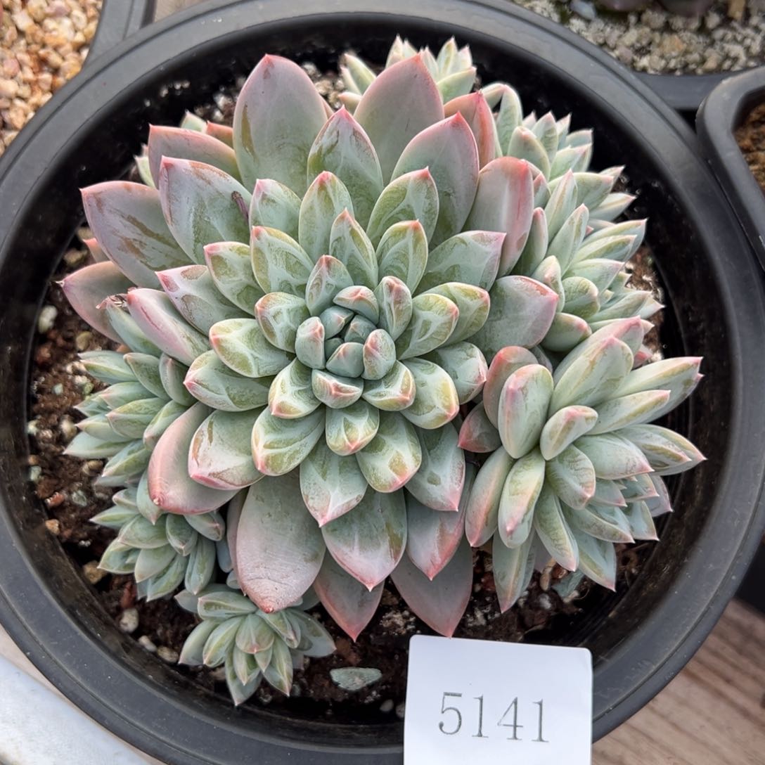 木*5141肉肉肉肉肉肉肉