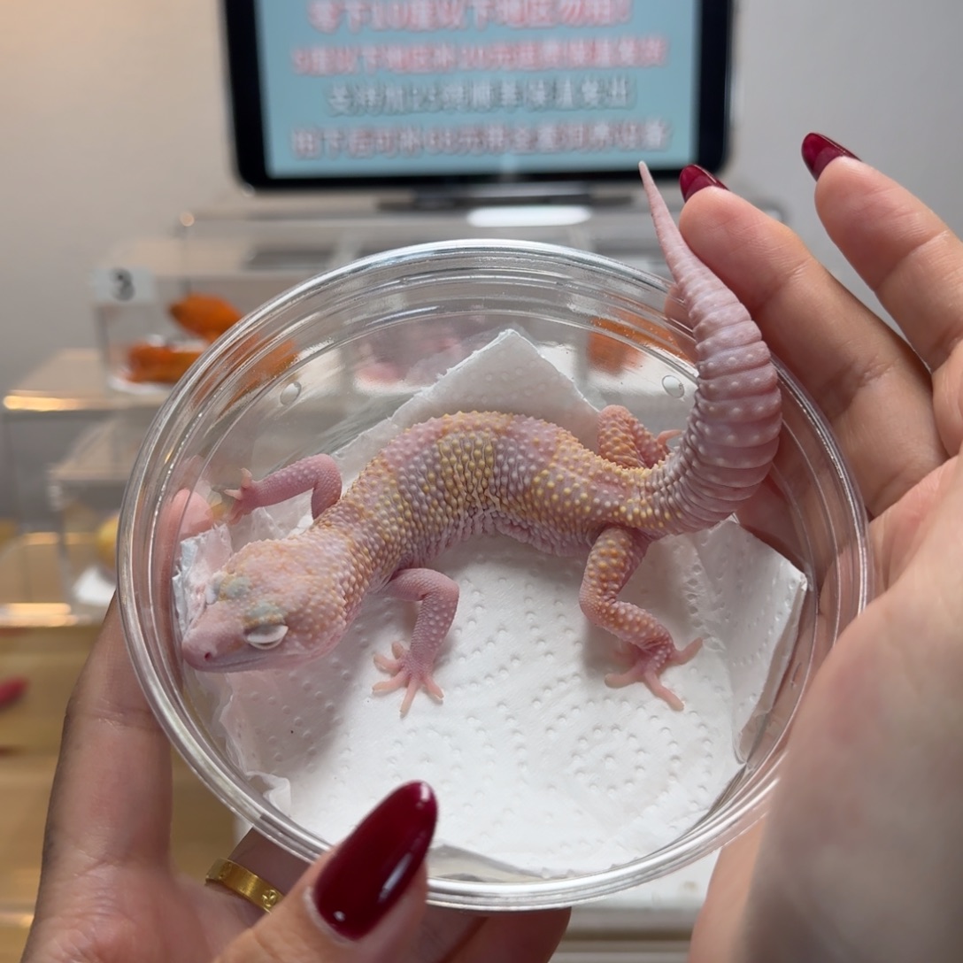 豹纹守宫白黄雪花川普妹妹