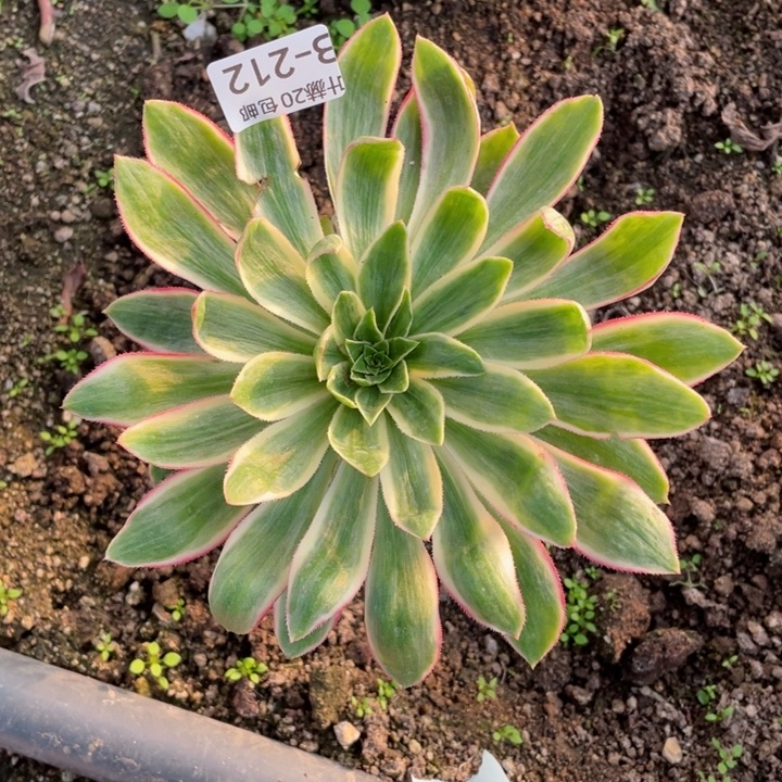 212青莲多肉1234478多肉