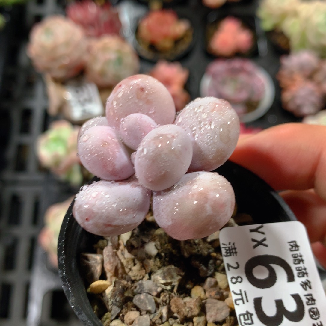 5CM拇指盆精控多肉YX635