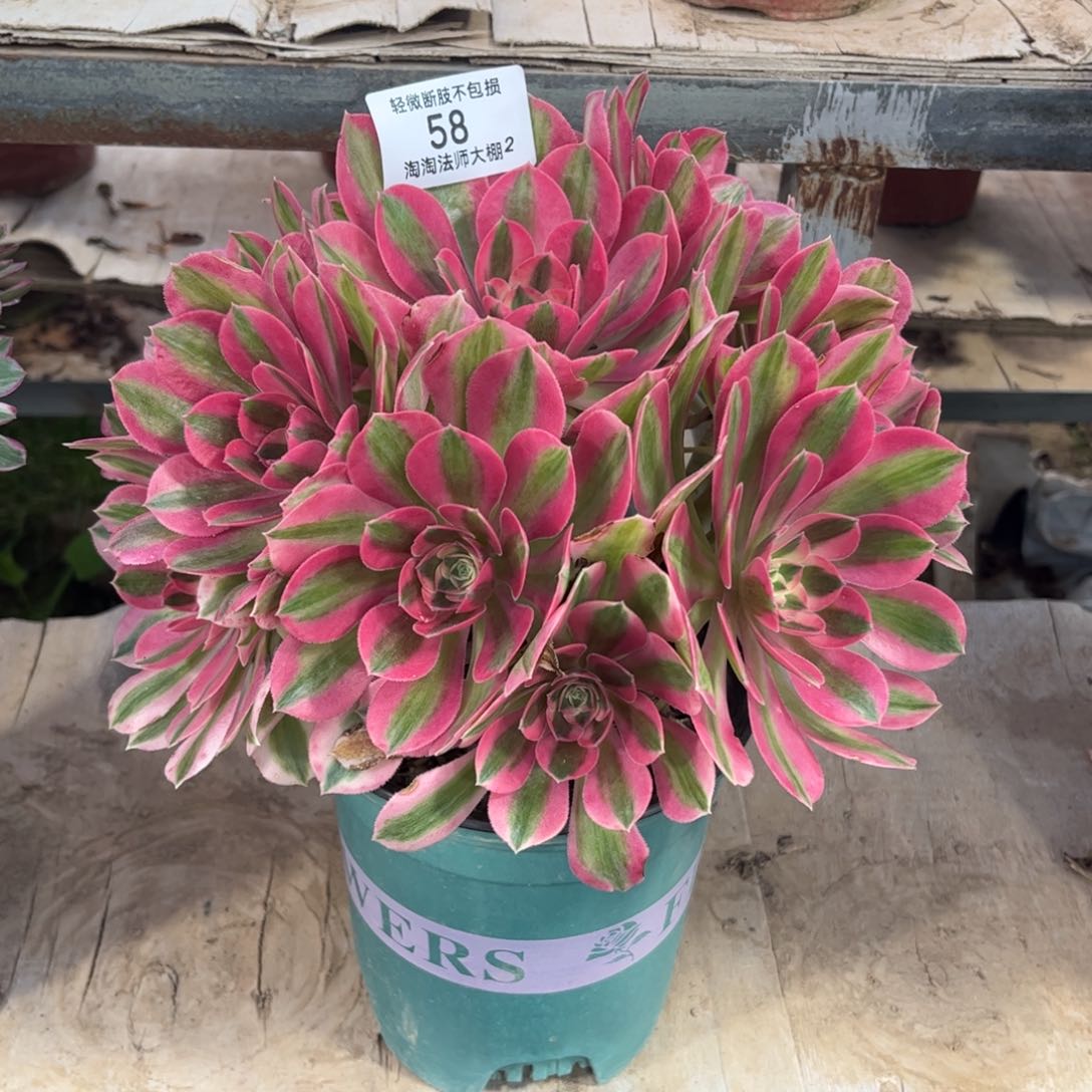 58粉女巫多肉植物法师