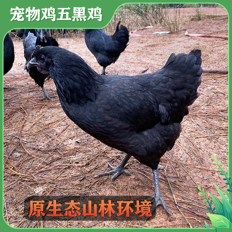 正宗五黑鸡山林散养2斤左右乌骨鸡五黑一绿鸡宠物鸡
