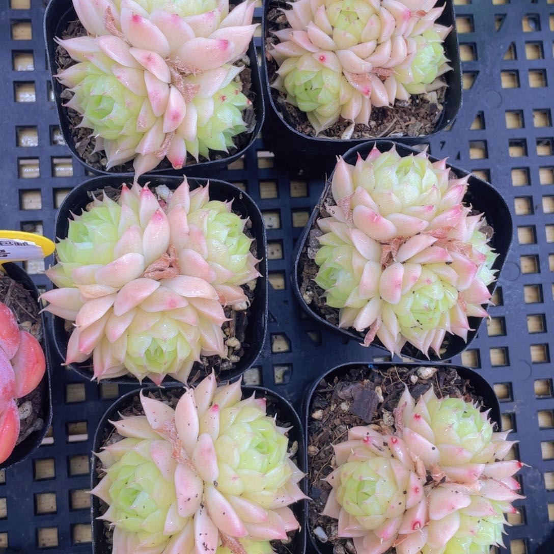 171号 冰透睫毛麦秆群生一个