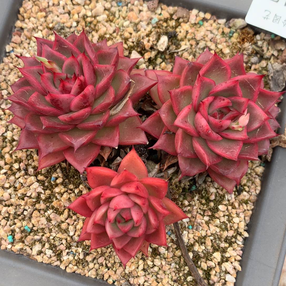 547杂交多肉老桩10冠