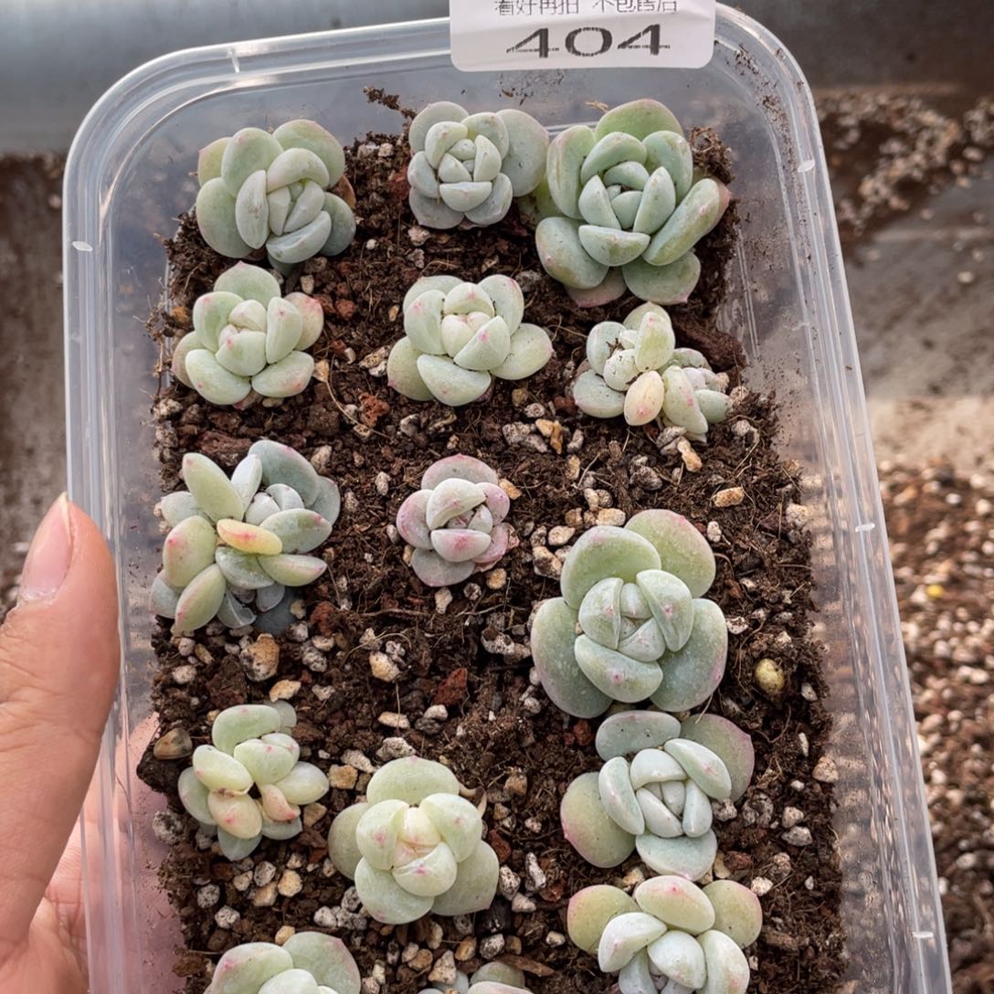 云糖心多肉植物404