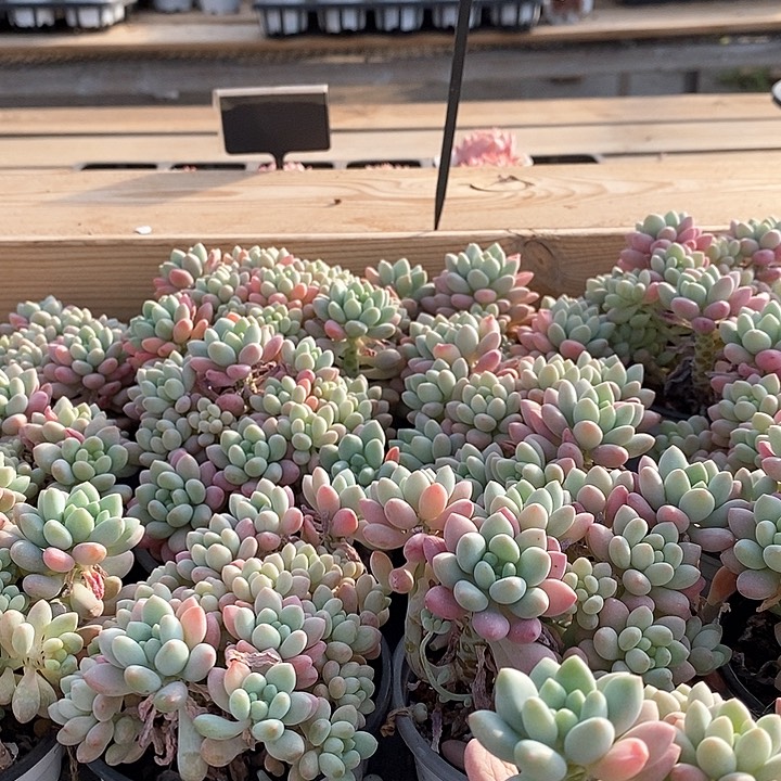 44泡泡酱 群生 福利多多