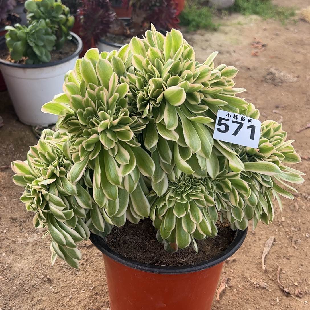 571迈巴赫缀化法师一