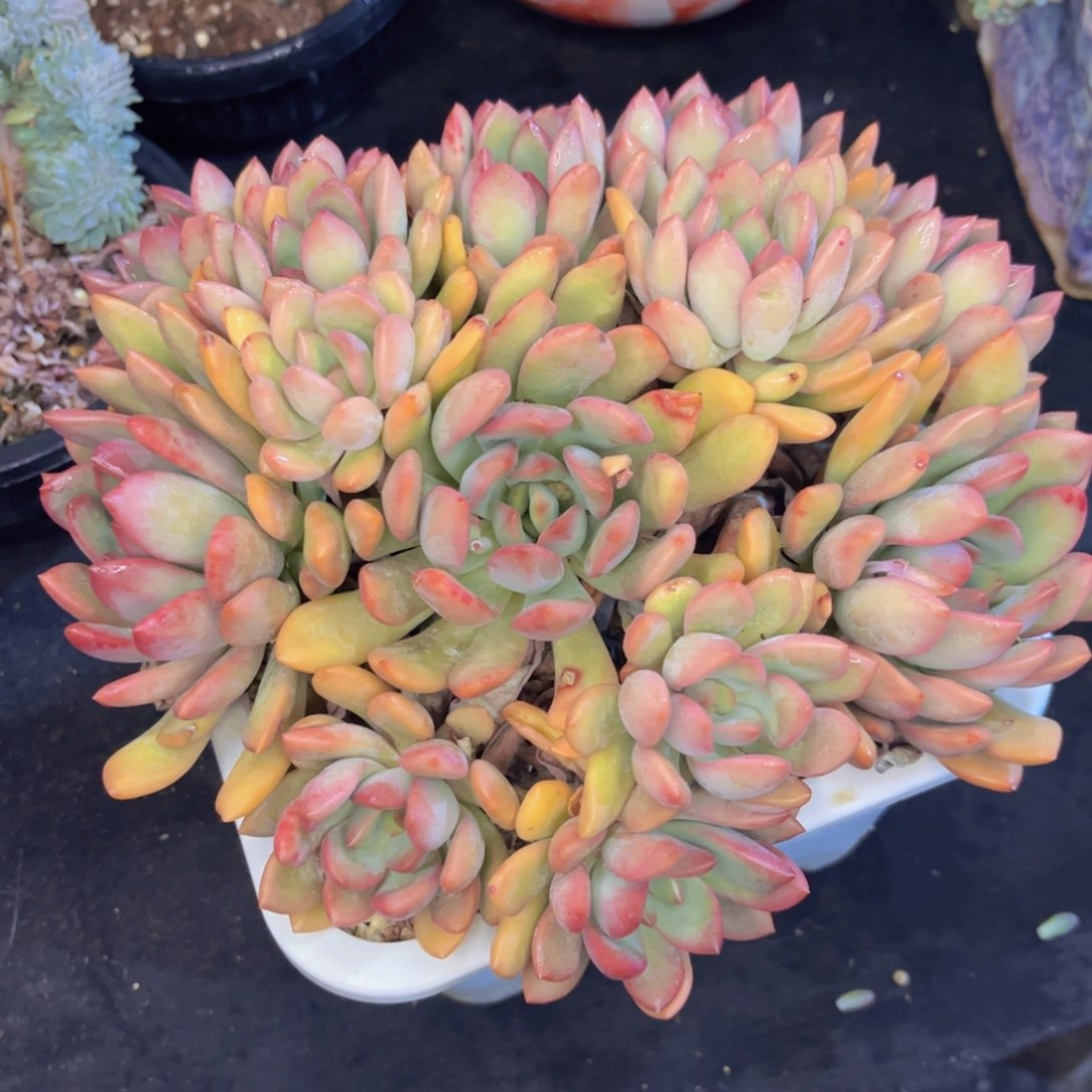 友家多肉一物一拍