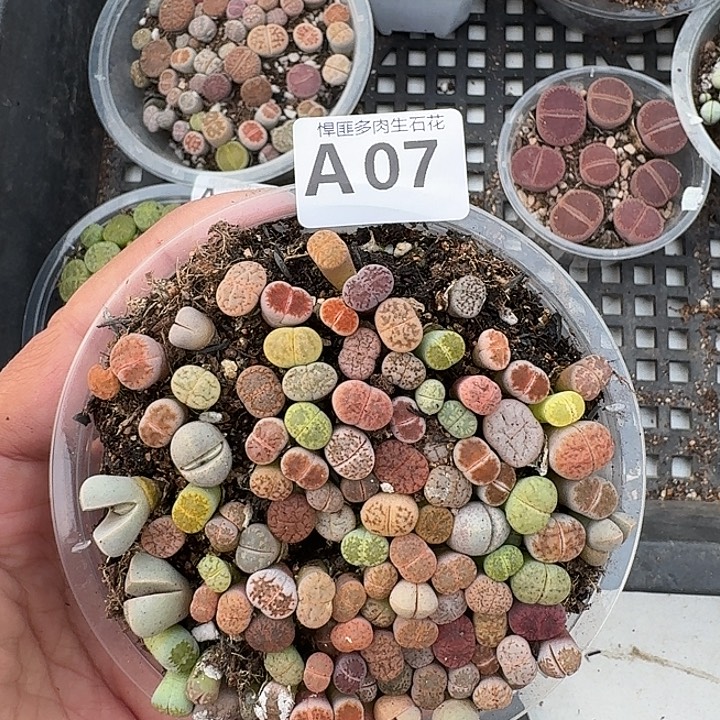 7多肉植物多肉植物