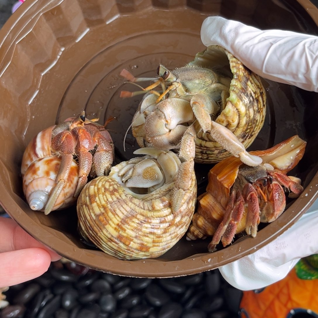 彩灰四个包活3个 