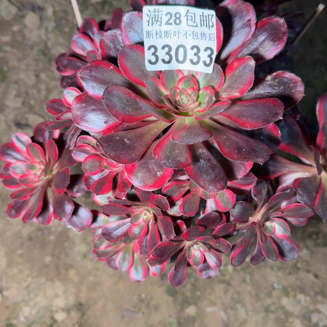 33033丽娜多肉植物