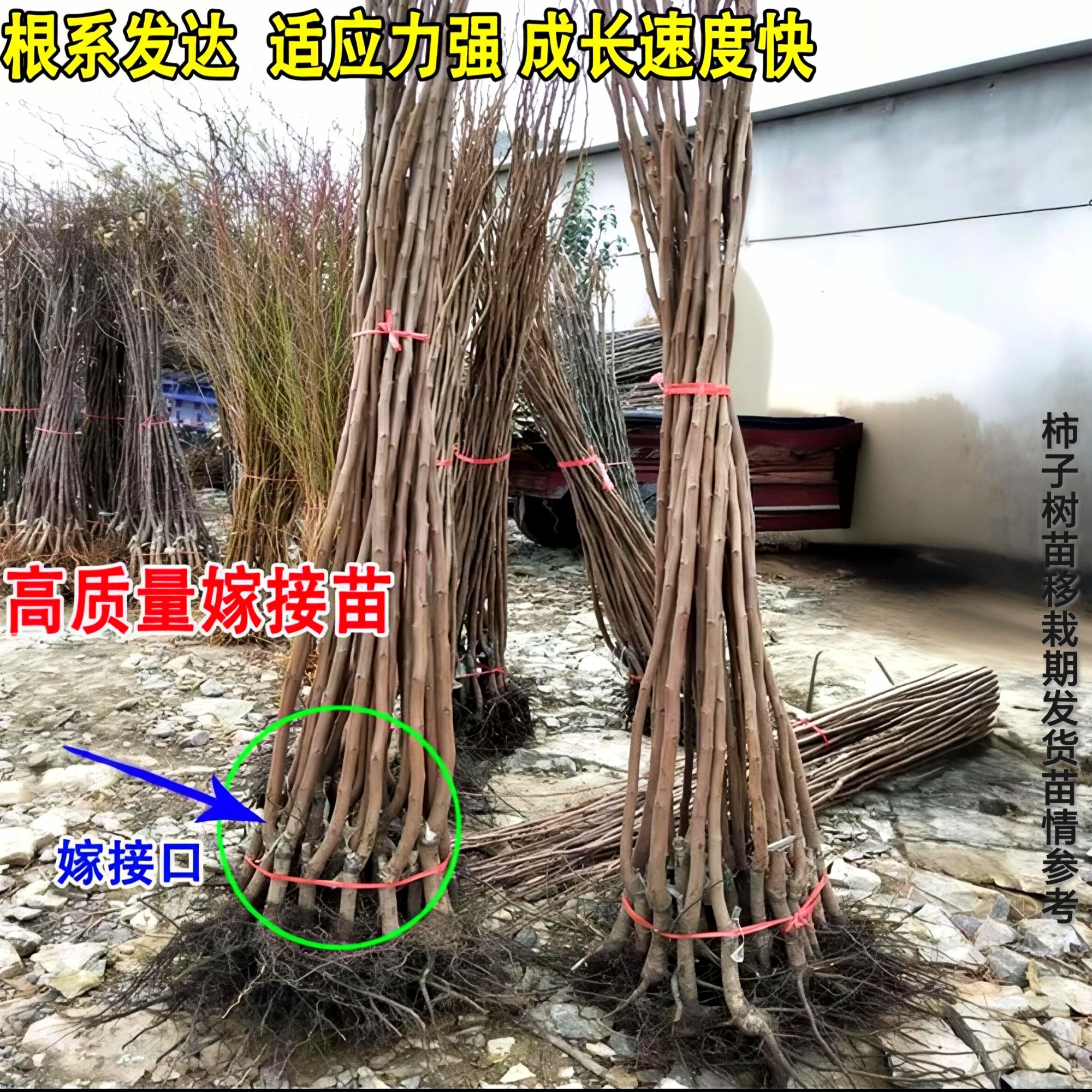 【六年大苗买一送一】正宗脆甜柿子树苗 对版嫁接脆甜柿子树苗 好种