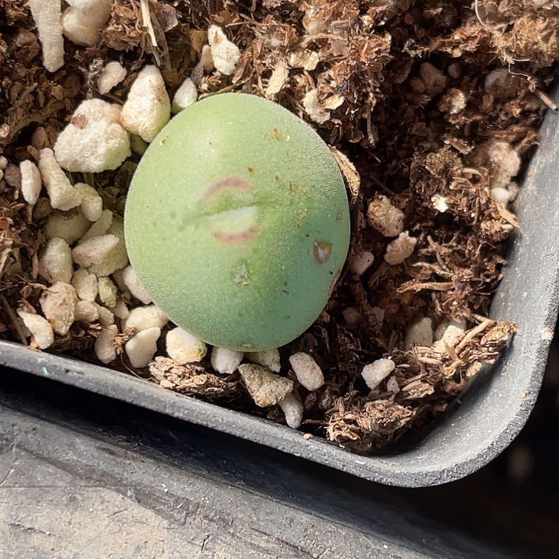 13-110肉锥多肉植物