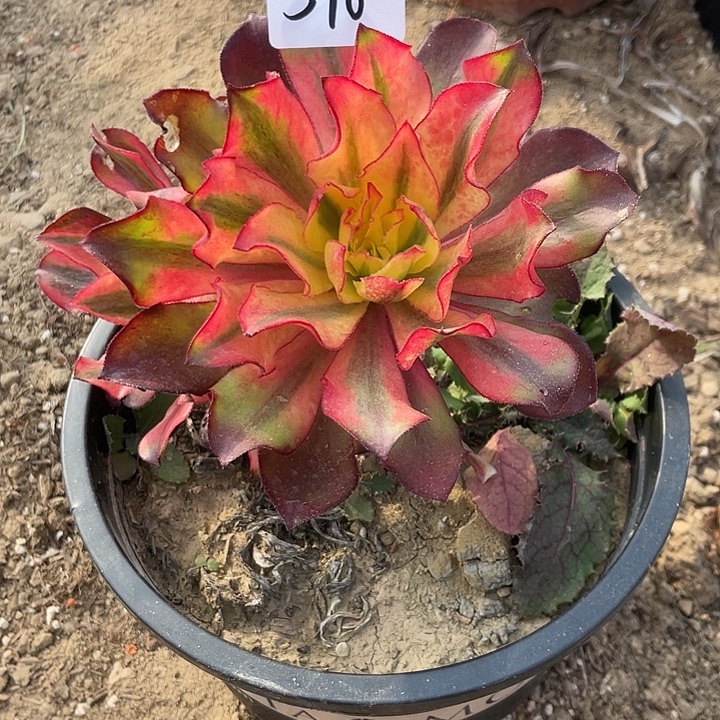 碟***花法师植物魅影法师598