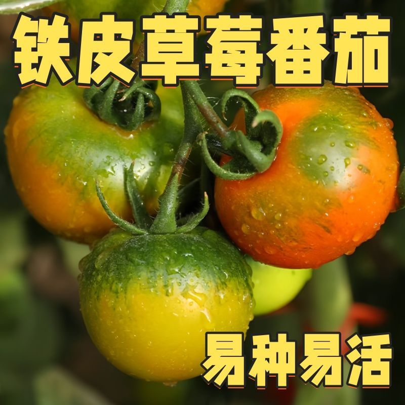 【铁皮草莓番茄种子】超甜番茄苗东北铁皮柿子种籽阳台大田春秋冬
