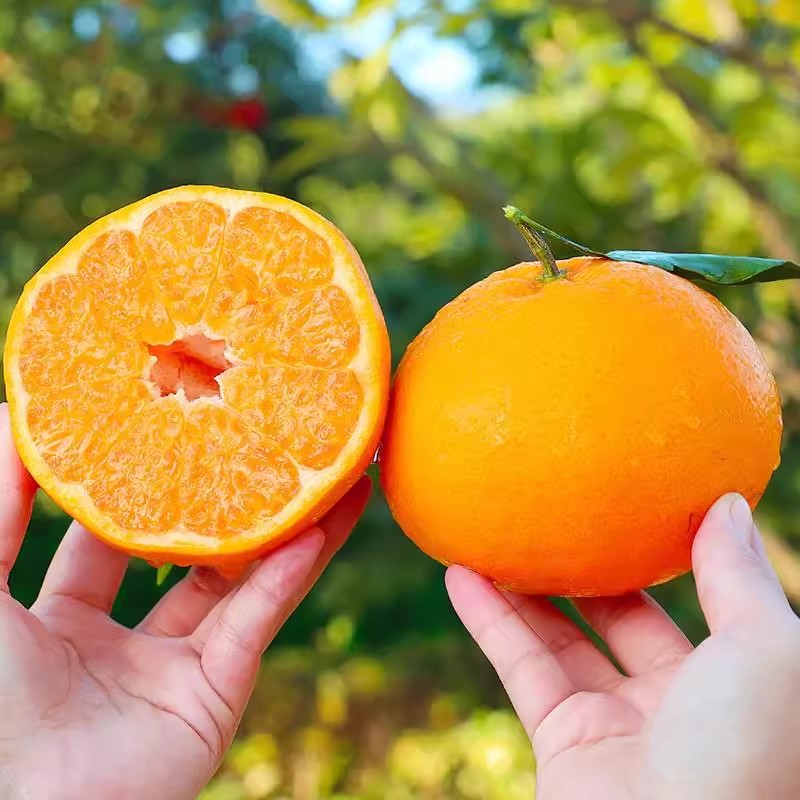 欣语妈专属 正宗四川眉山春见耙耙柑4.5斤包邮新鲜孕妇水果柑橘子