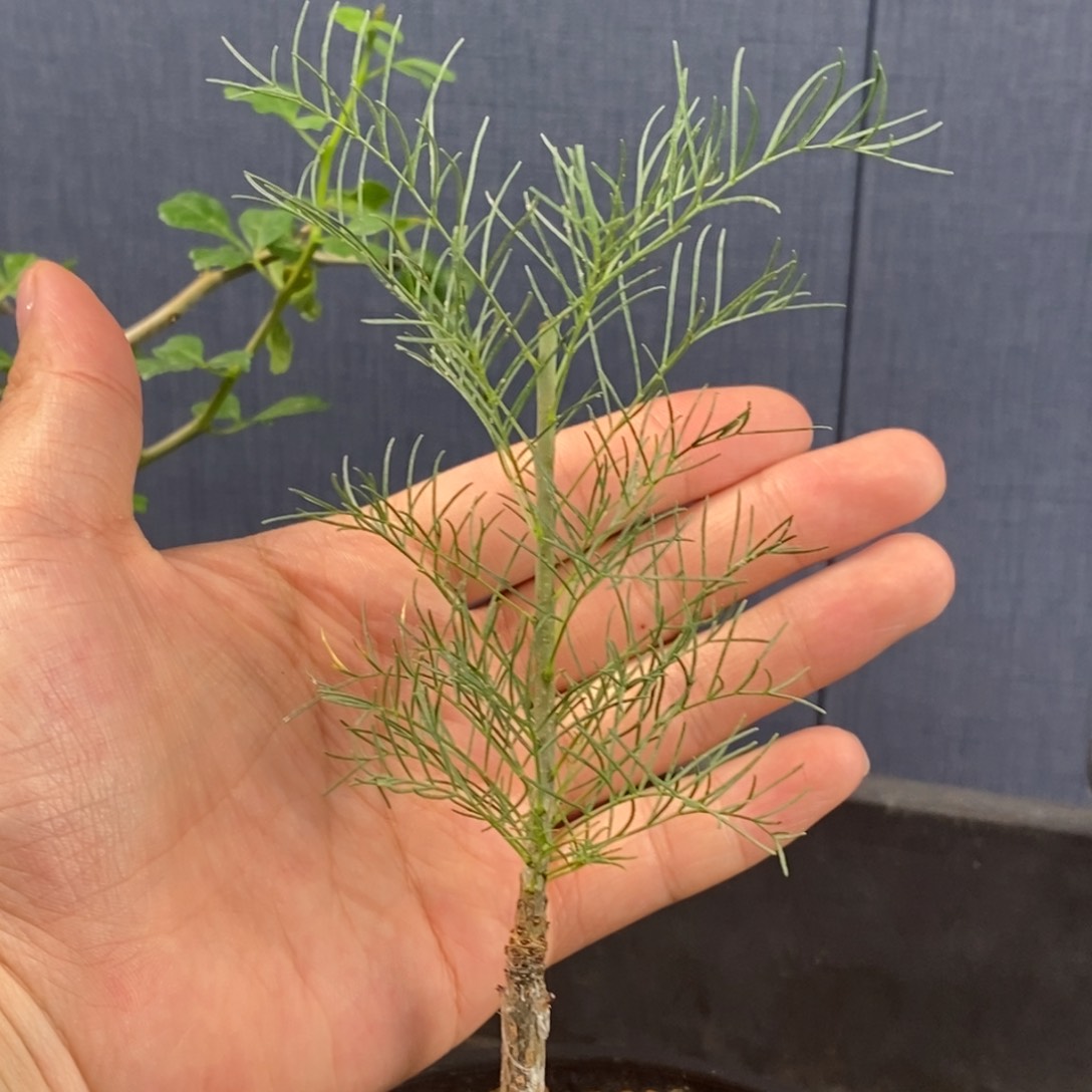 针叶没药十二骑士