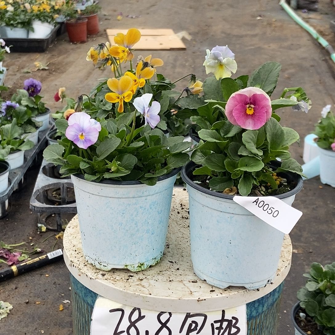 大部分花苞少量开放50