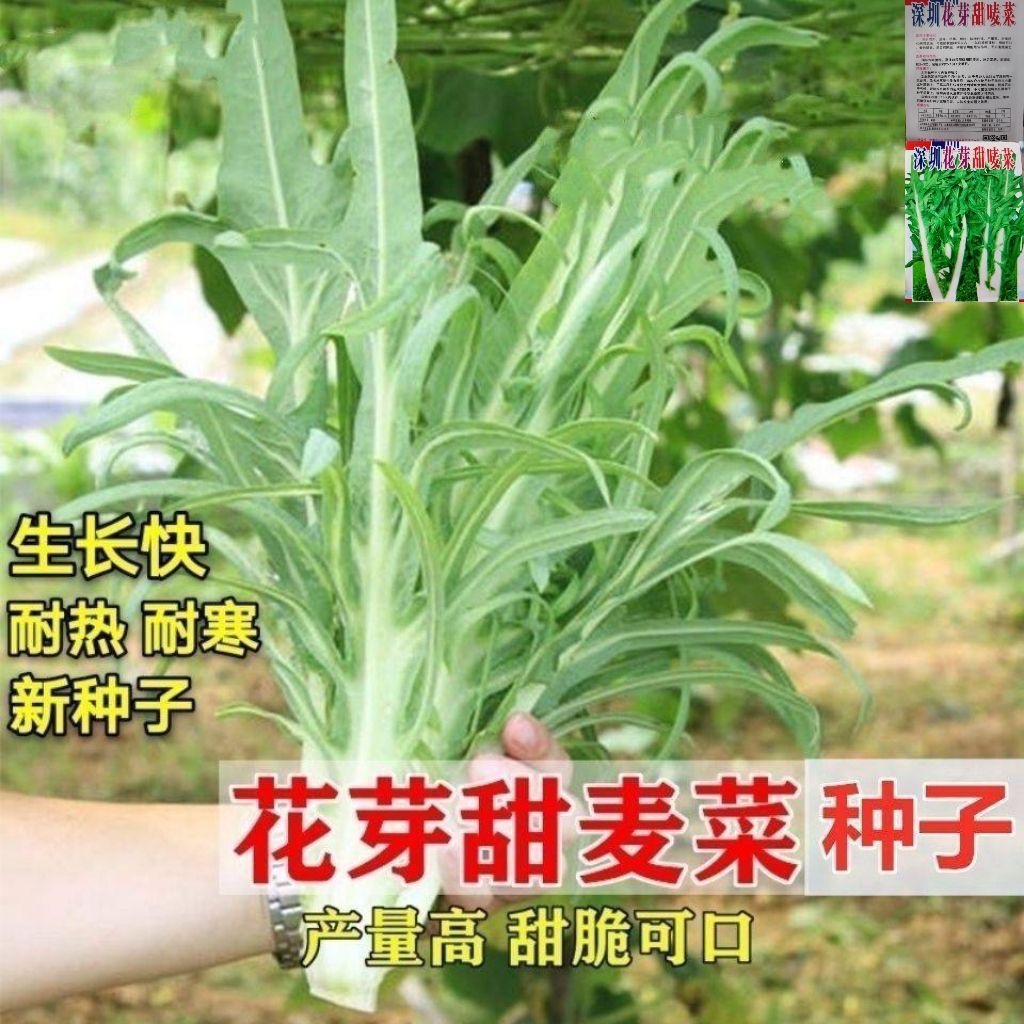 【花芽甜麦菜种子】甜麦菜苦麻菜籽青菜春秋季阳台四季种植蔬菜种籽