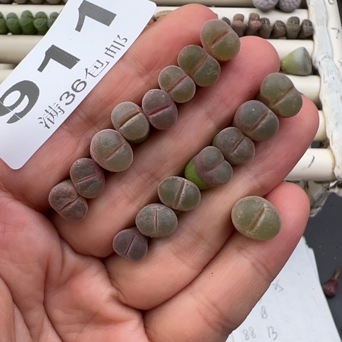 转***肉12.28好看的多肉脱土发货911