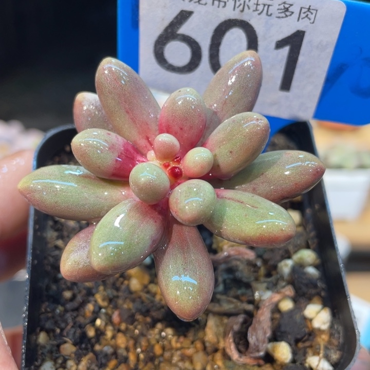 桃花奶601号的多肉啊啊