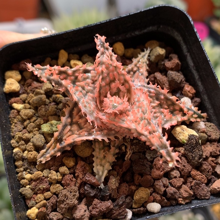 实生园艺芦荟带盆土发货