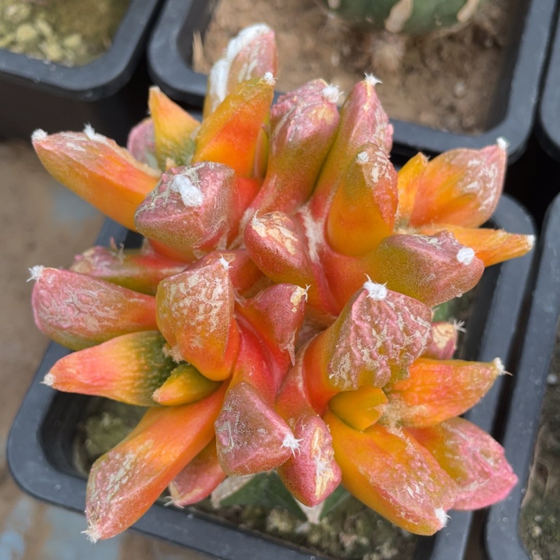 四头连体 菜花牡丹锦群体