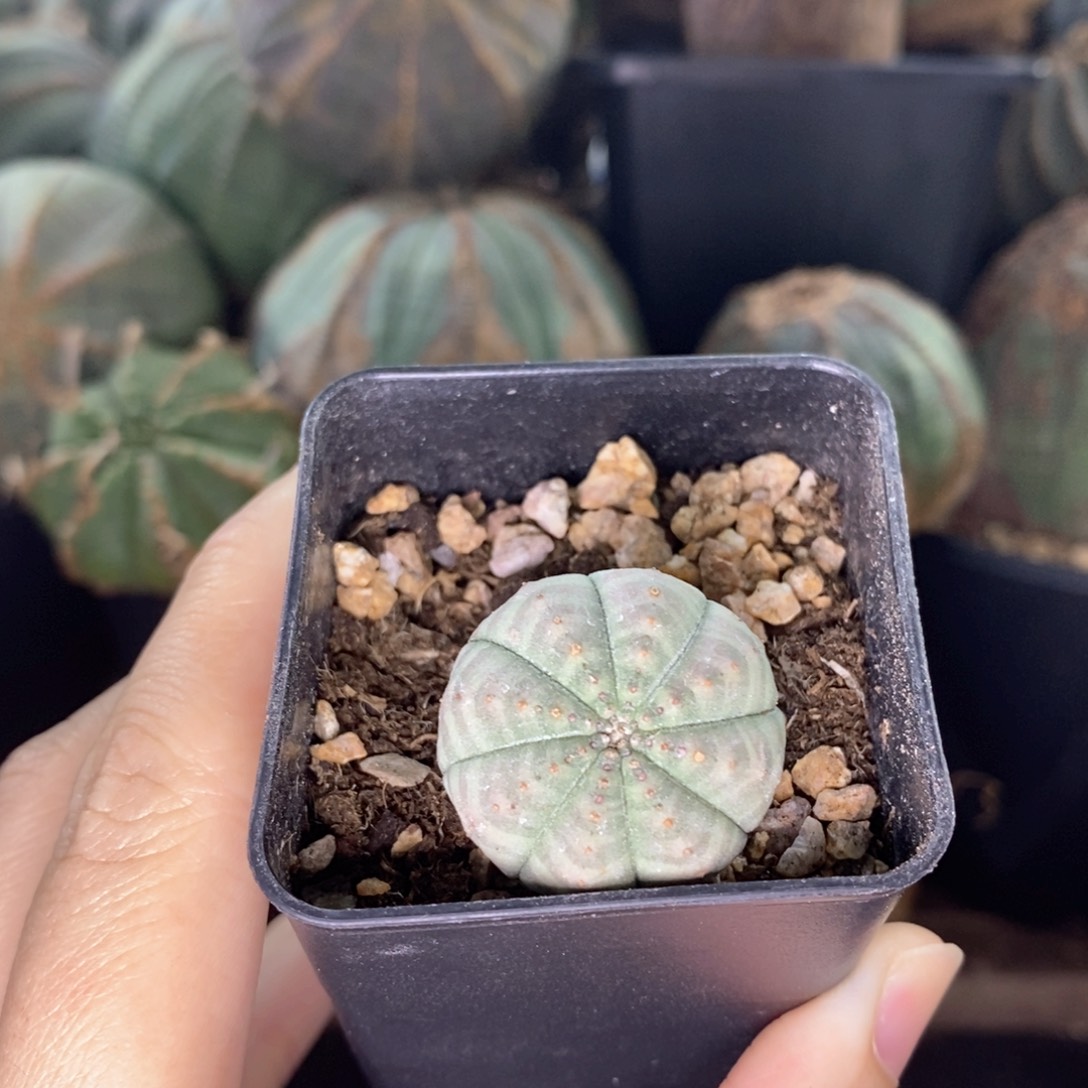 6布纹球精品一物一拍