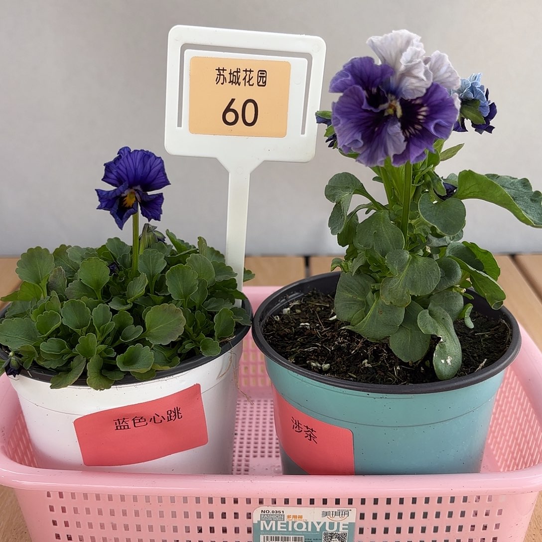 大部分开放少量花苞60