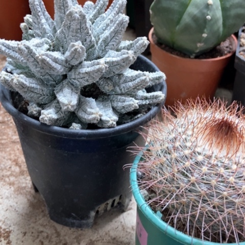 暖风格秀玉仙人球35米仙人球