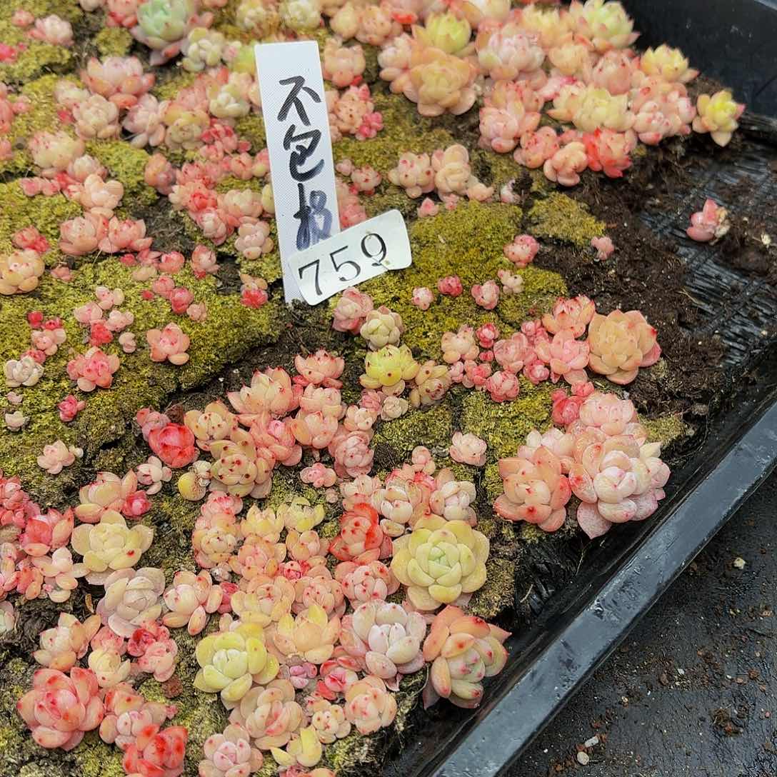 多肉植物多肉植物759