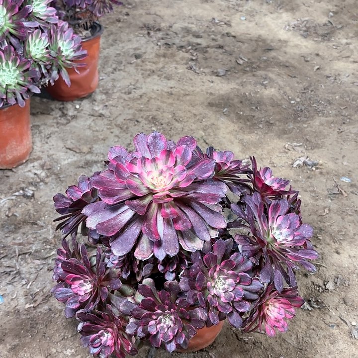 平**心多肉植物法师烟花25
