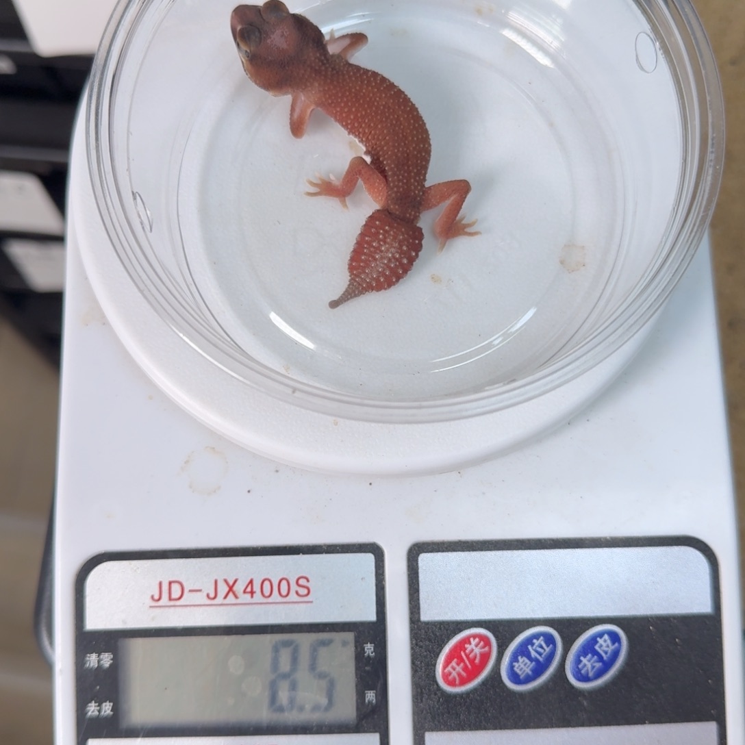 无纹隐白化 公 2025年7月30日生