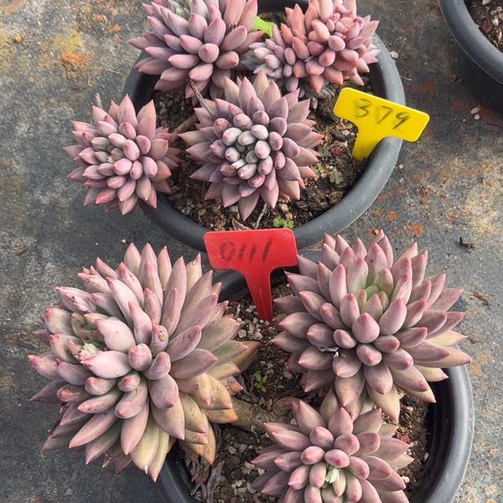 红蜻蜓多肉植物379 0111