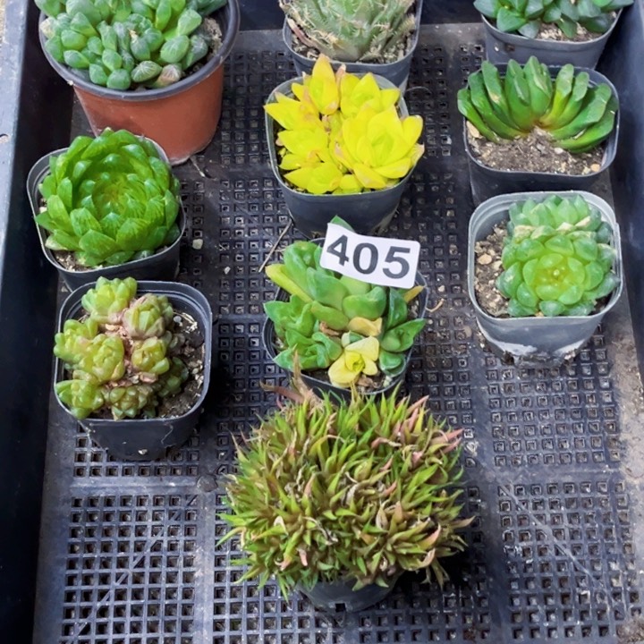405雨露一物一图如图带盆