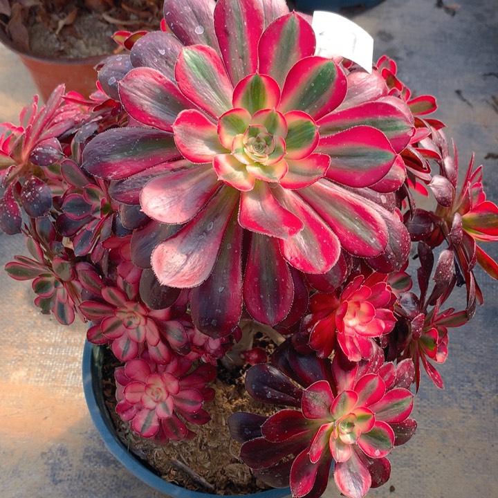 479香奈儿多肉法师