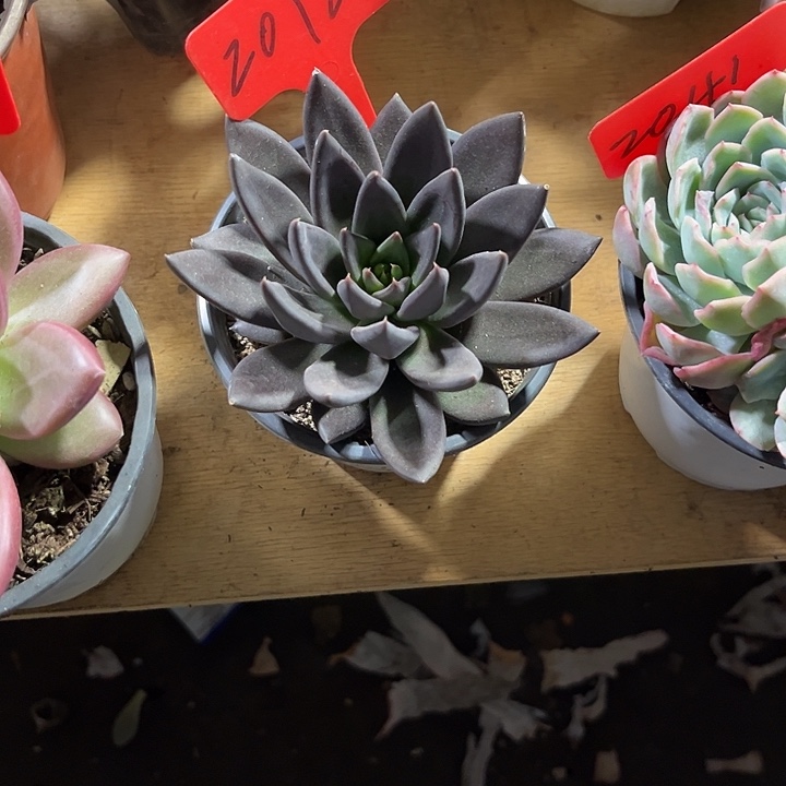 ****的00000000000000002012