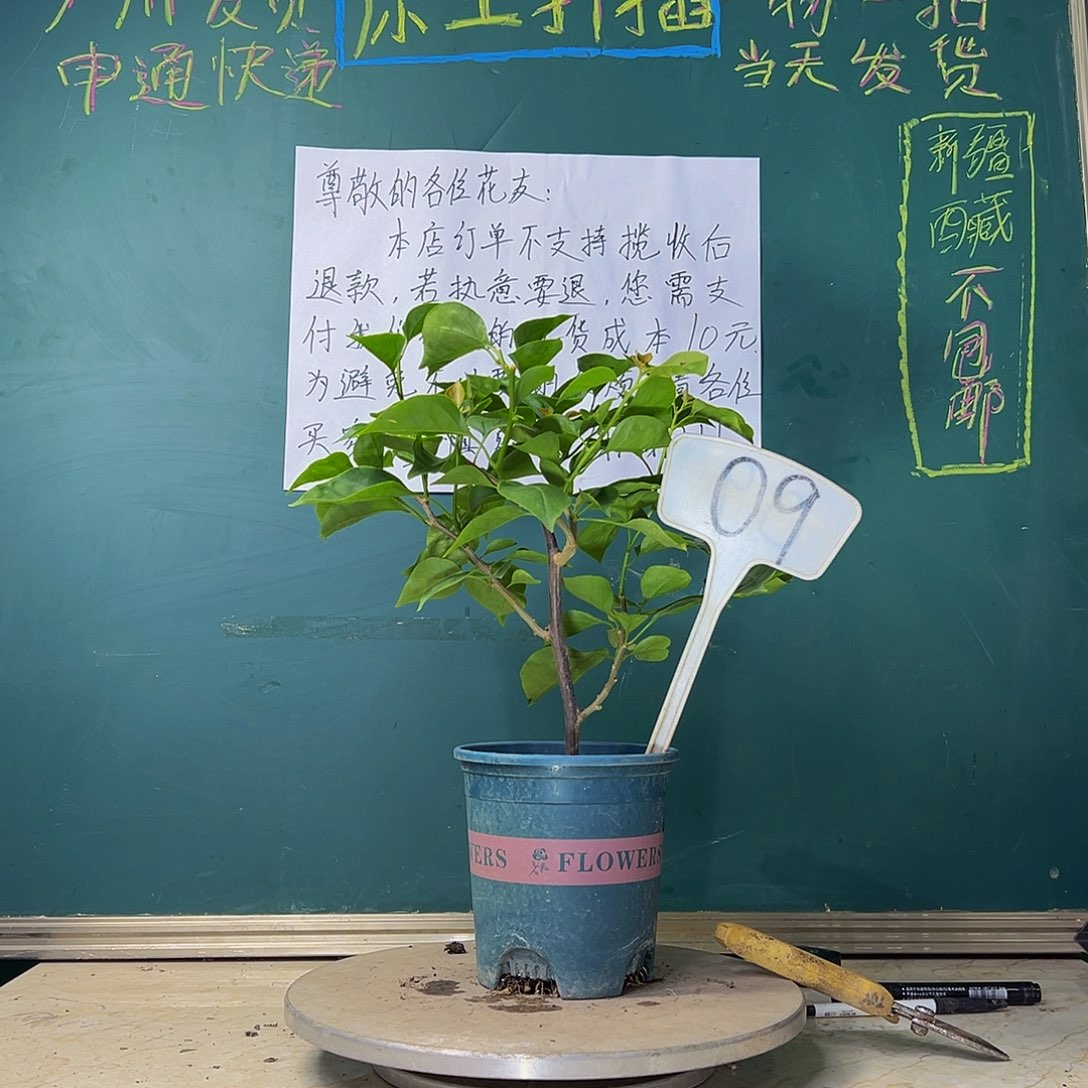 当前无花栽培后可以开花柠檬黄 09