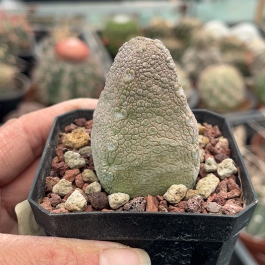 当前无花栽培后可以开花实生金字塔鳞蹄玉