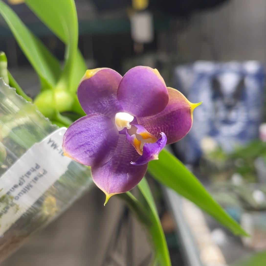 完全开放YW16，2.5杯开花株