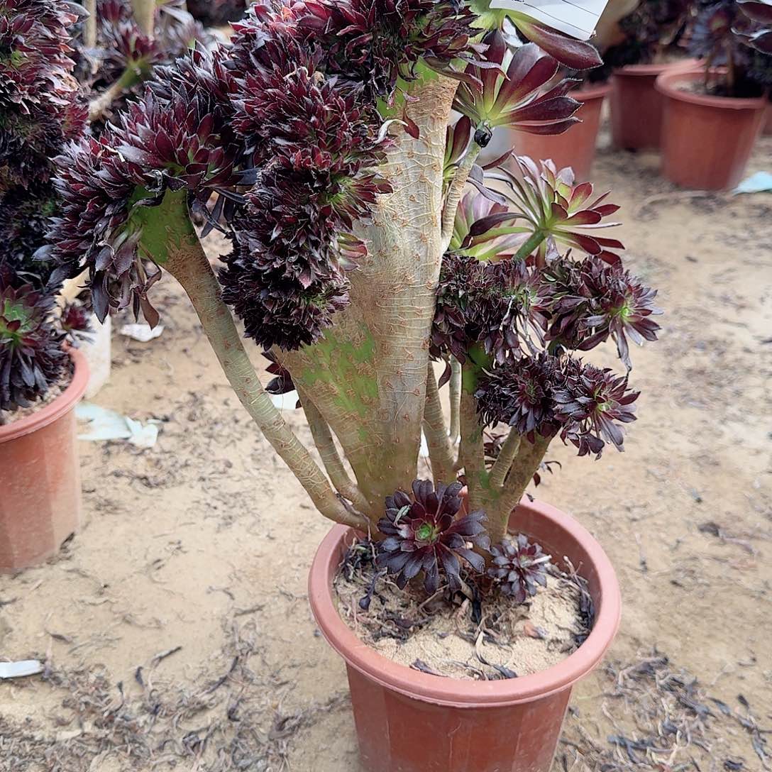 386黑法师一颗呀呀