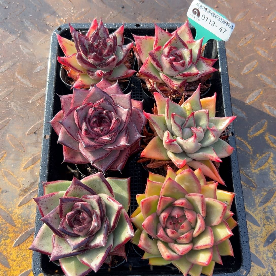 多肉一物一拍0113.47