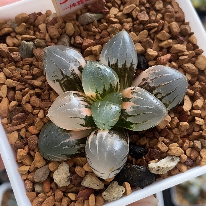 381糯玉露锦一物一拍