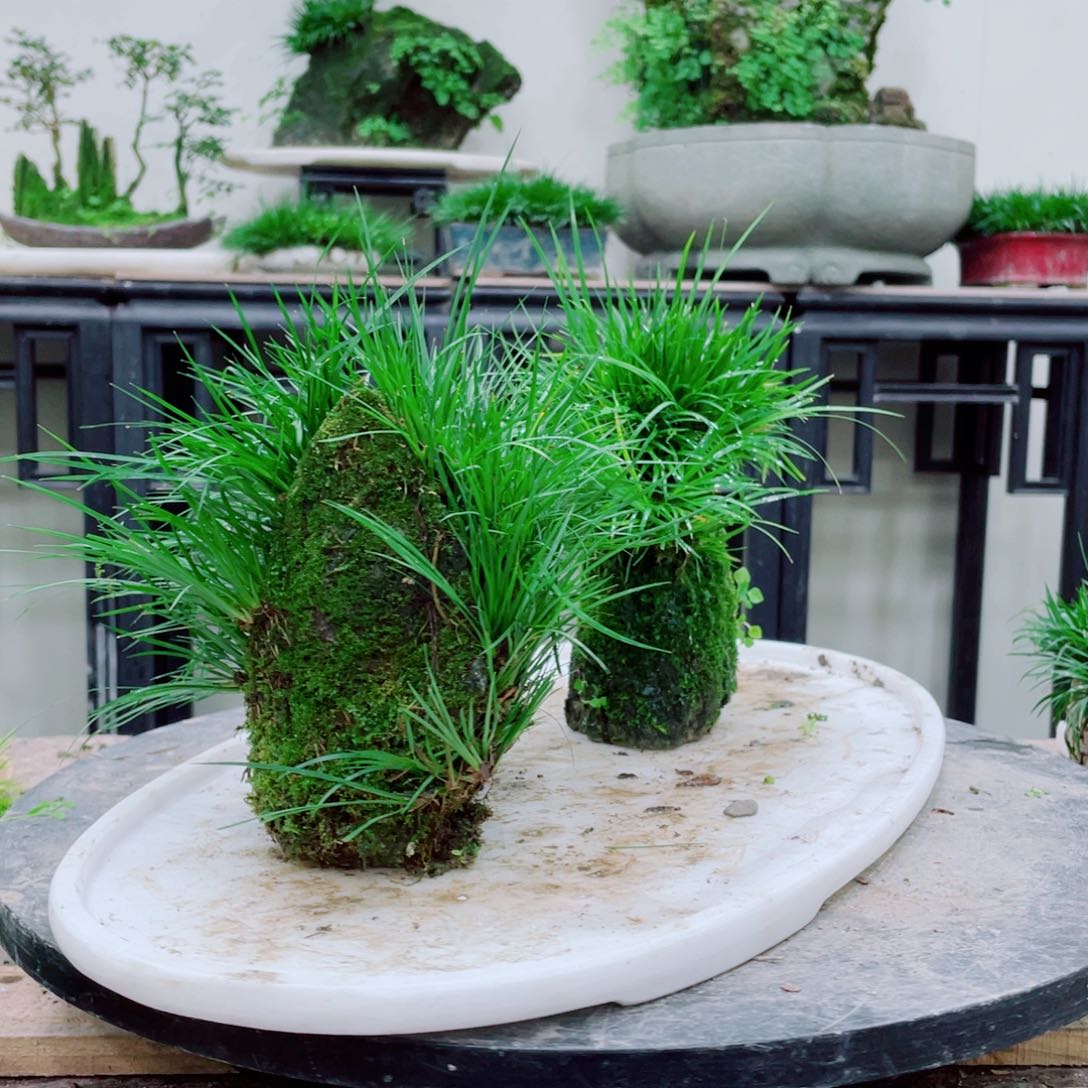 无铅玻璃梦**真铁线蕨的一个品种叫金黄色