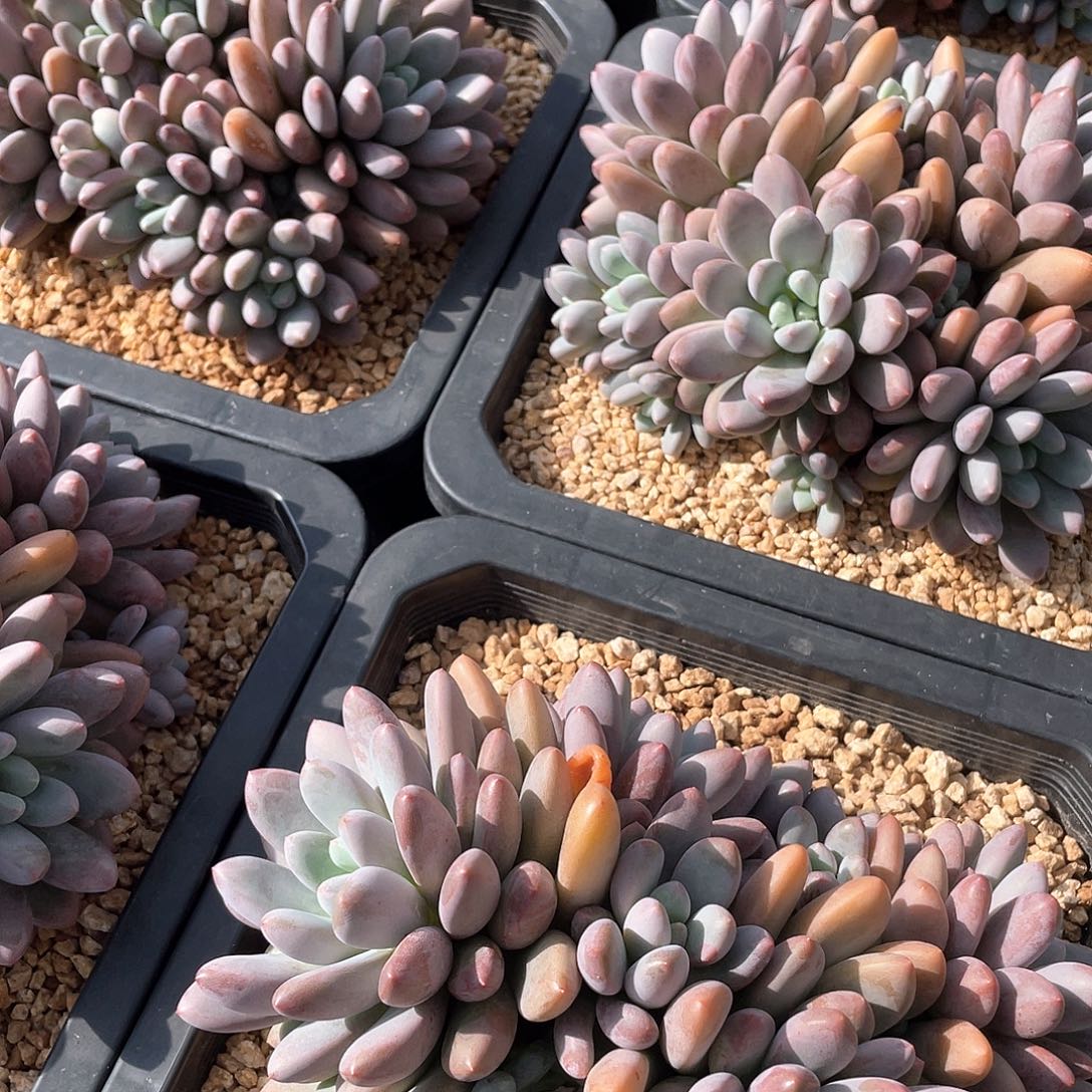 彩蛋多头老桩控养23厘米可挑