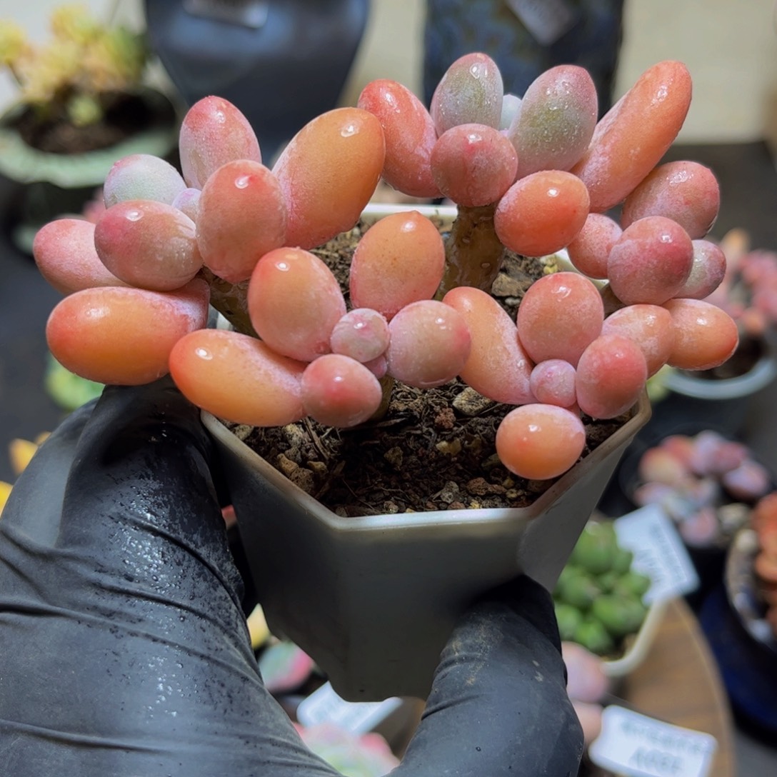 053黄金香水手指奶酪9厘米多肉