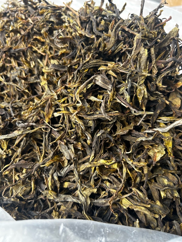 2025年倚邦古树普洱生茶古树黄片