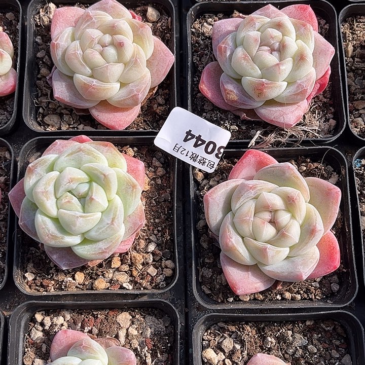 阿雅园艺。      3044四颗